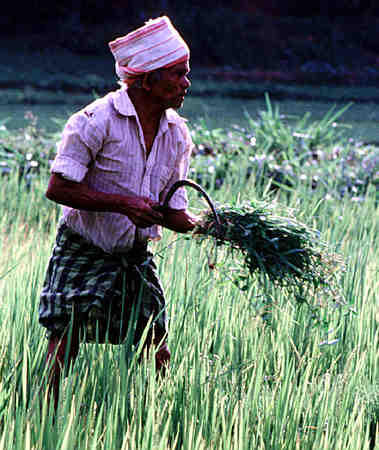 A farmer harvests rice