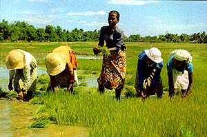 Transplanting Rice