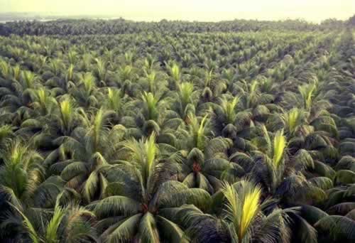 A coconut plantation 
extends itself