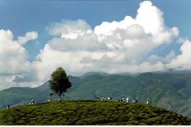 Orographic Clouds Rise over a Tea Estate in Hatton, Sri Lanka